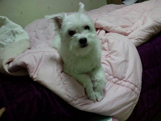 뭉치 이미지