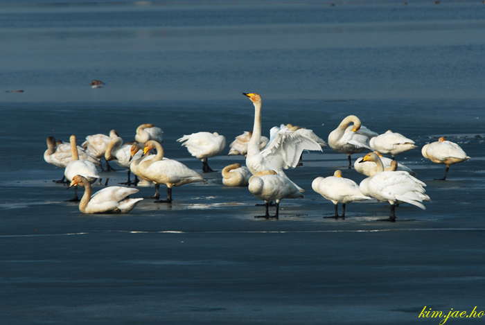 어린왕자의들꽃사랑마을