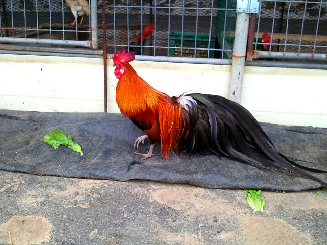 피닉스 이미지