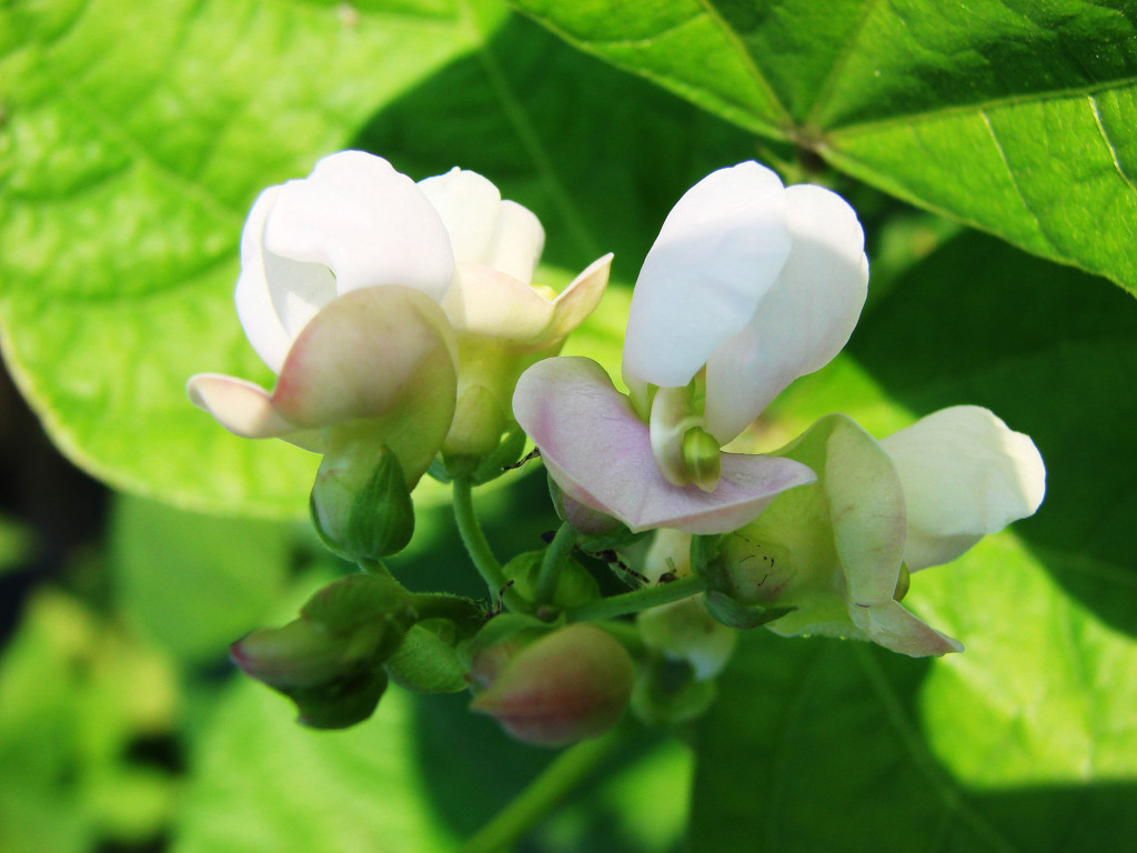 어린왕자의들꽃사랑마을
