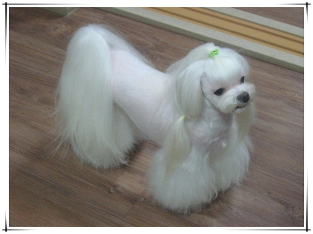 랑이 이미지