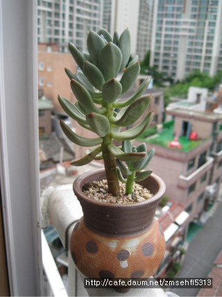 청성 이미지