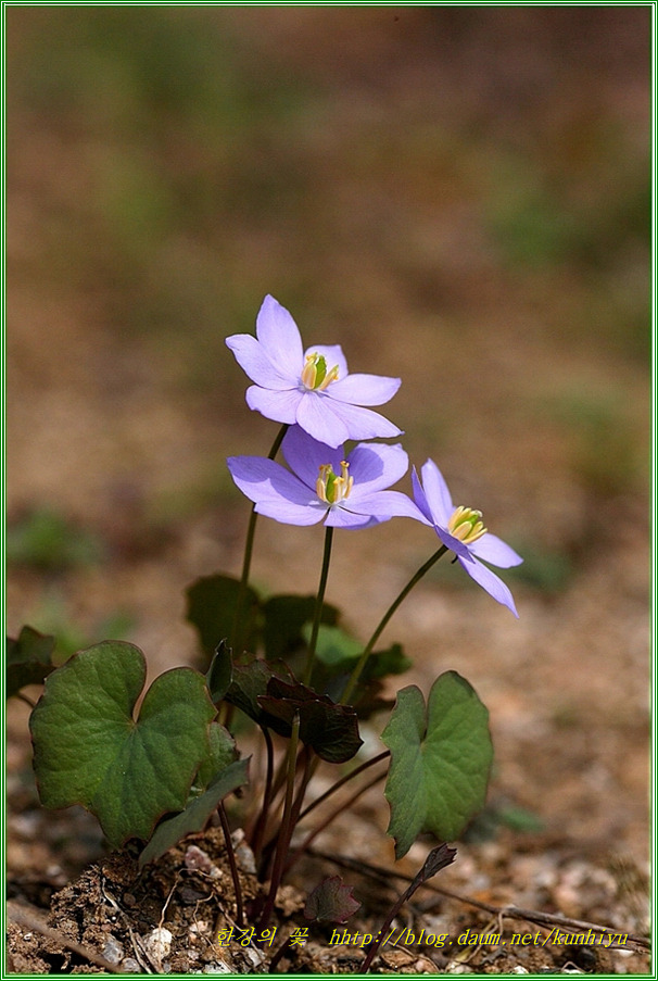 깽깽이풀 이미지