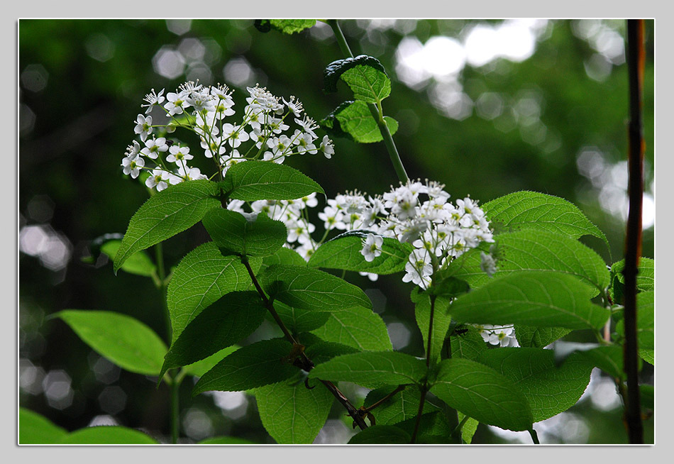 어린왕자의들꽃사랑마을
