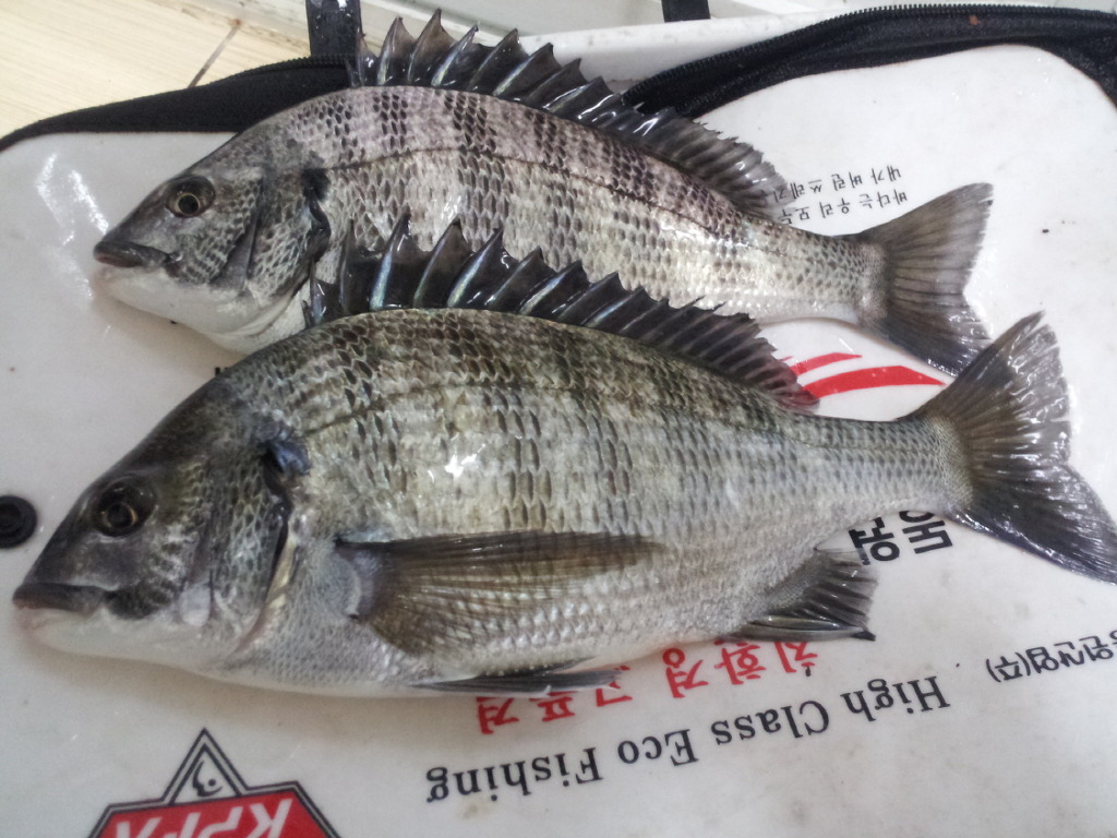 삼바리 이미지