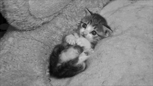 고양이 덕후들만... | 인스티즈