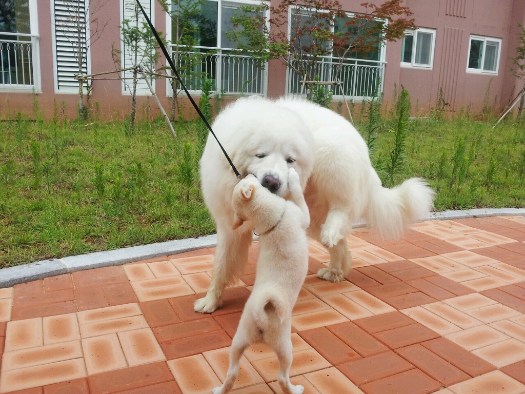 악어새 이미지