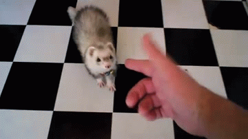 주인새끼 또이네.GIF | 인스티즈
