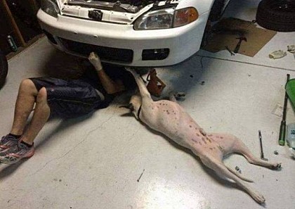 카센타 이미지