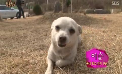 동네 최고 인기견 이슬이 ㅋㅋㅋㅋ.jpg | 인스티즈