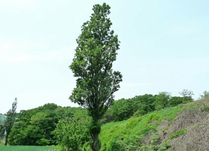 포플러(poplar) 이미지