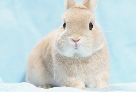 거기 지나가는 자네 토끼의 매력을 아는가 | 인스티즈