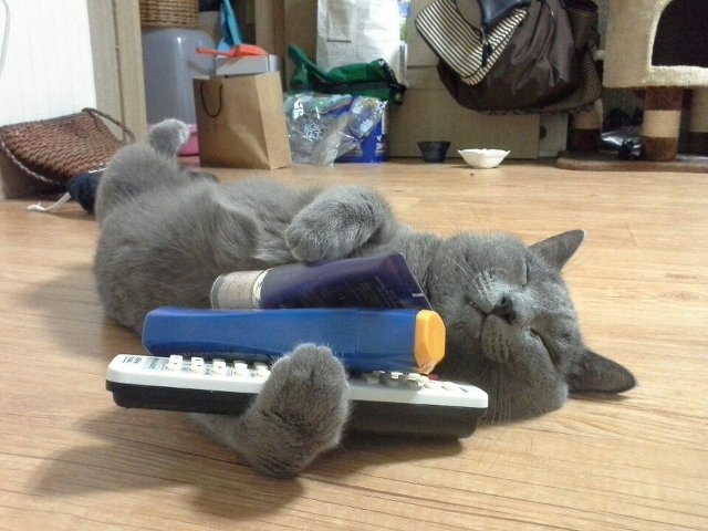 자고 있는 냥이에게 이런 재미가..! | 인스티즈