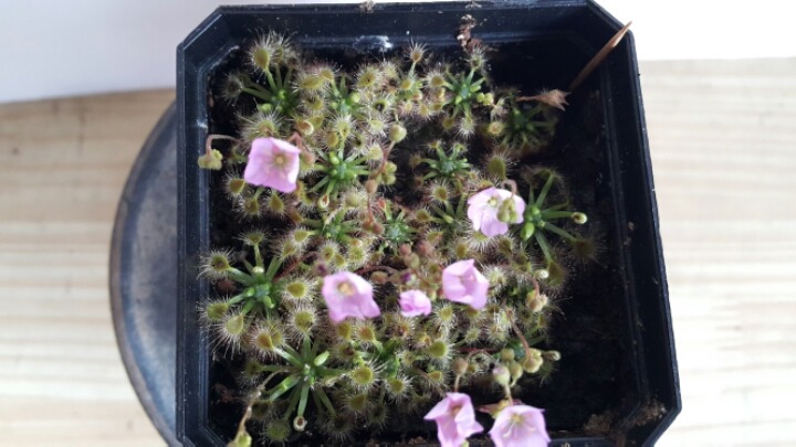 겜마 이미지