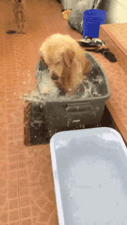 물장난 치는 개 .GIF | 인스티즈