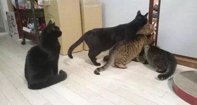신혼부부가 고양이를 키우면 안되는 이유 | 인스티즈