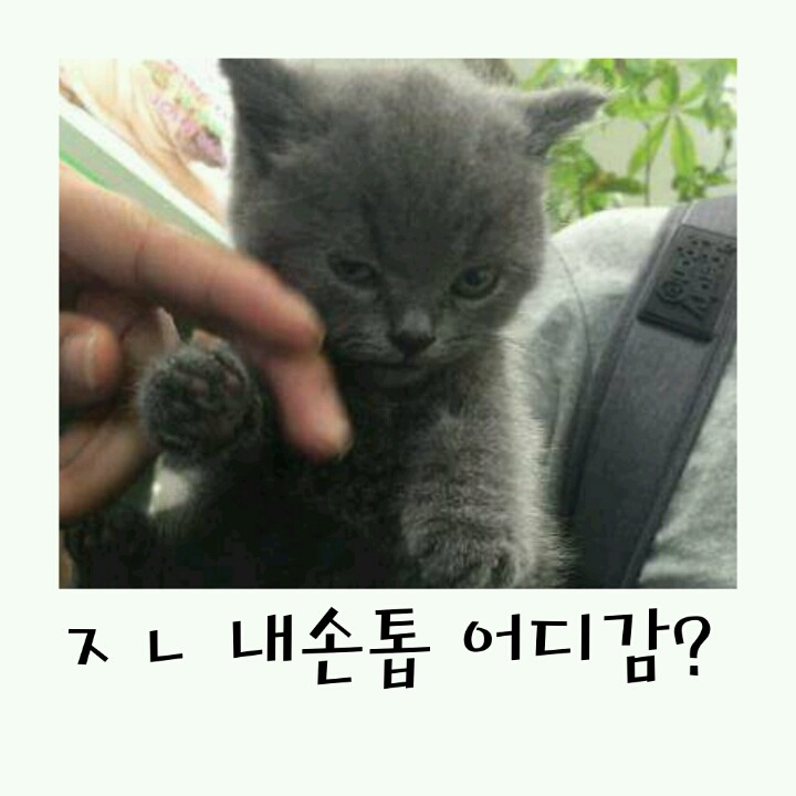 발톱자르는 개와 고양이의 반응차이!! | 인스티즈