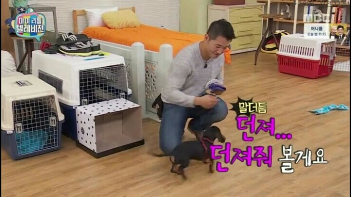 [마리텔] 강형욱 훈련사도 포기한 강아지 도비 | 인스티즈