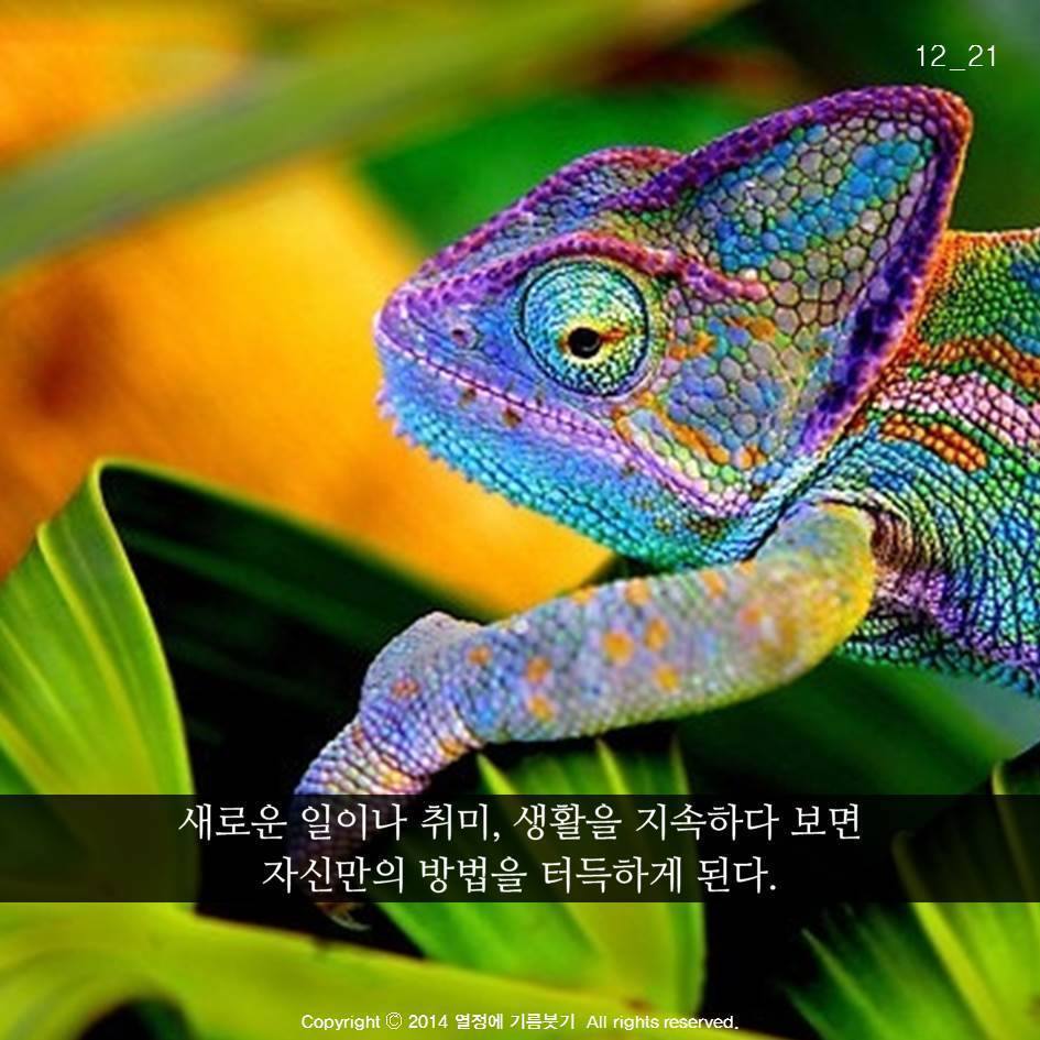 늑대의 죽음 | 인스티즈
