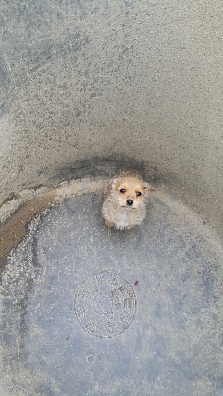 귀여운 시골 강아지 ., | 인스티즈