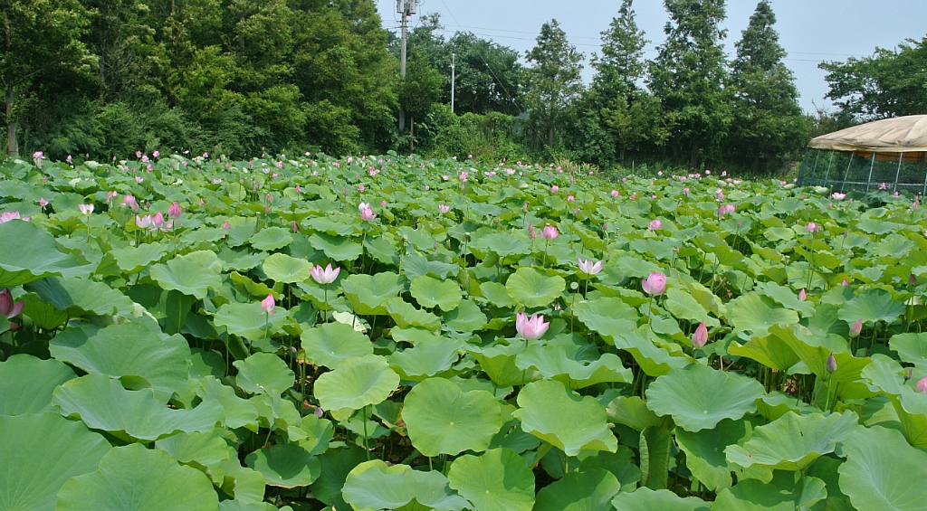 연꽃냉면 이미지
