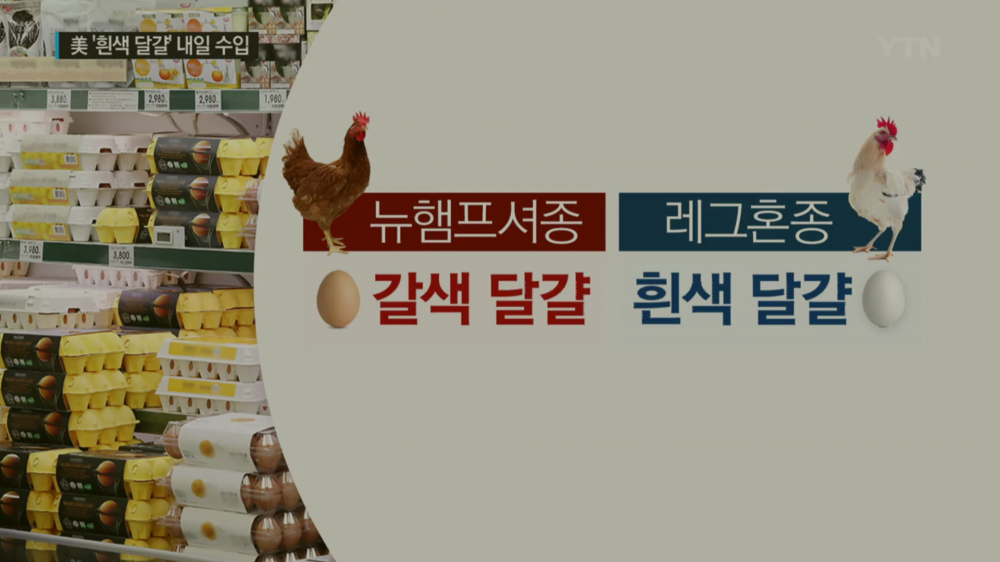 흰색 달걀이 더 맛있는이유 | 인스티즈