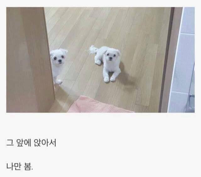 댕댕이 키우면 생기는일 | 인스티즈
