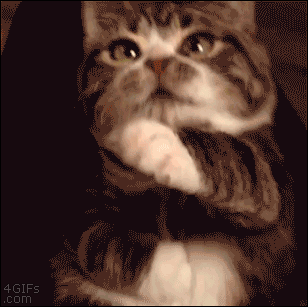 자존심 포기하고 굽신거리는 고양이.gif | 인스티즈