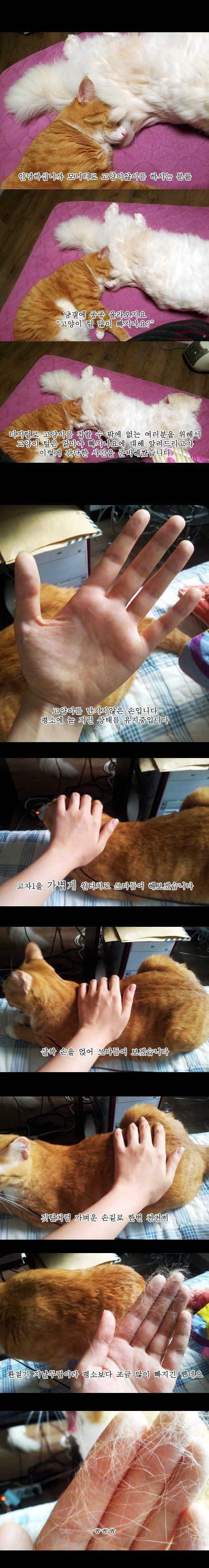 고양이 털 많이 빠지나요? | 인스티즈