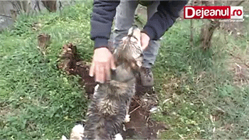 멍뭉이를 구해주었다.gif | 인스티즈