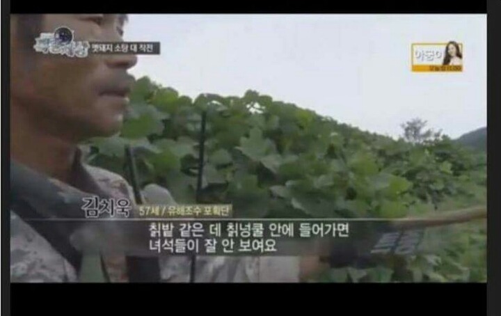맷돼지 전문 사냥개의 위엄.jpg | 인스티즈