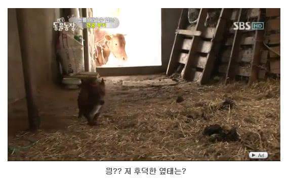 의리빼면 시체인 강아지 | 인스티즈