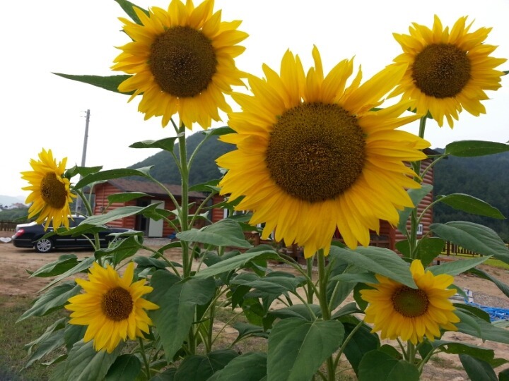 해바라기슈퍼 이미지