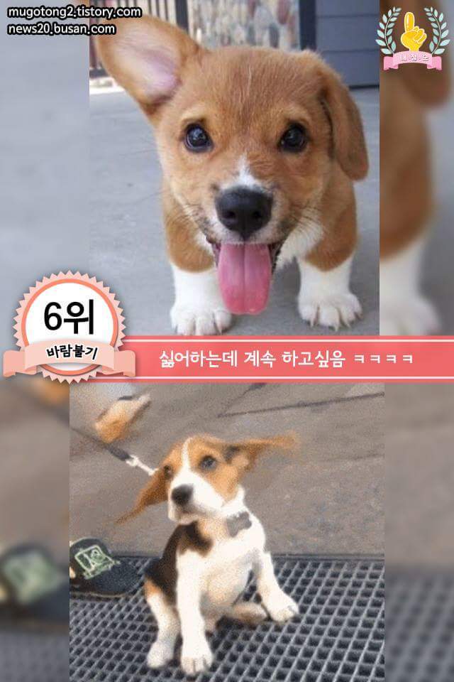 강아지에게 한번쯤 꼭 해보는 행동 | 인스티즈