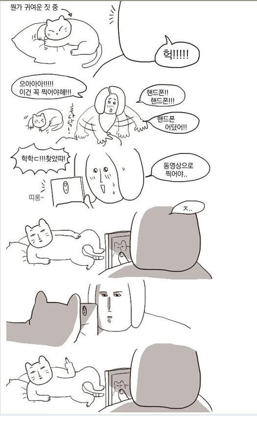 고양이의 귀여운 짓 | 인스티즈