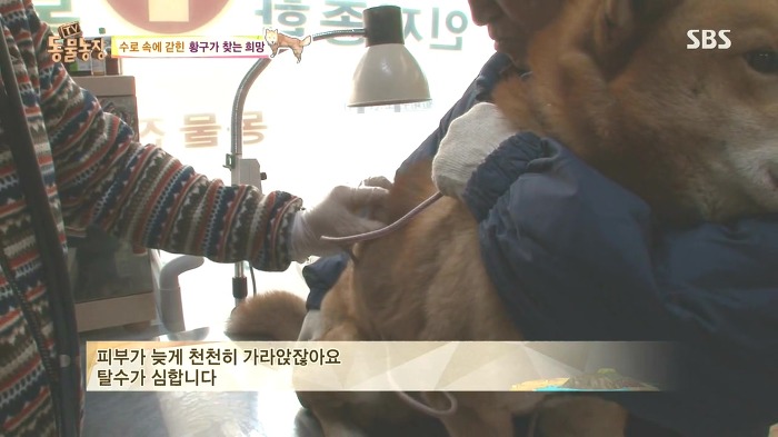 [동물농장] 수로 속에 갇힌 황구가 찾는 희망.JPG (감동주의) | 인스티즈