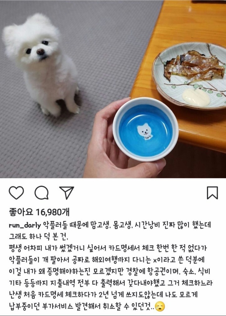 악플러에 시달렸던 강아지 달리 주인 | 인스티즈