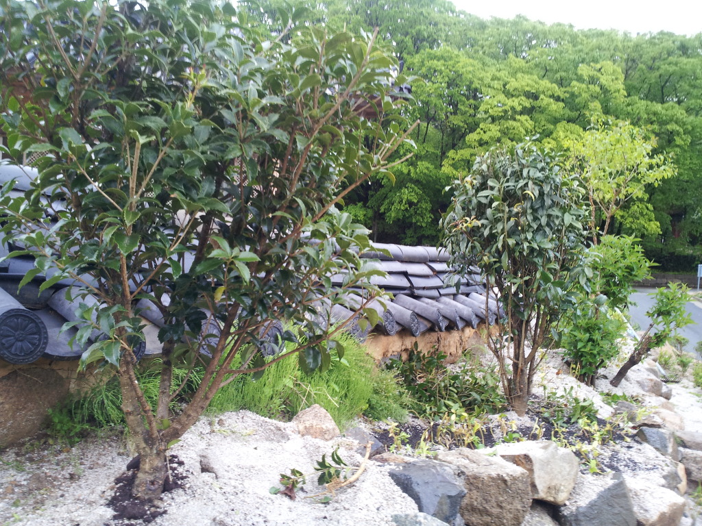 금목수 이미지