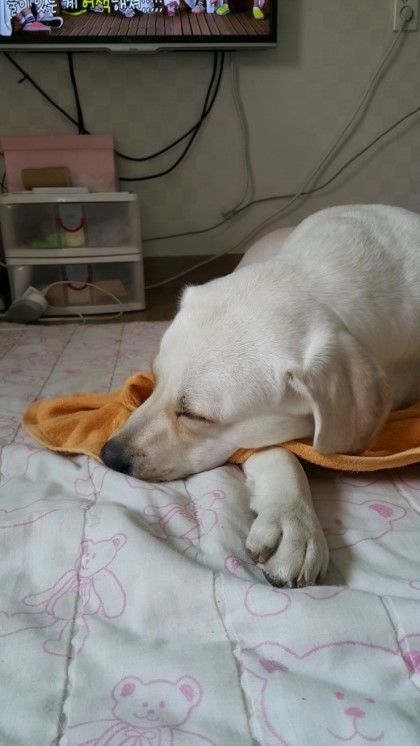 수니 이미지