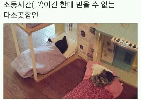 고양이 소등시간.jpg | 인스티즈