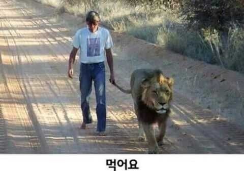 우리집 고양이는 물지 않아요... | 인스티즈
