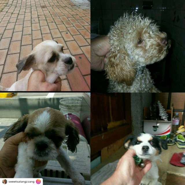 개선이 시급하고 사태가 심각한 시보호소의 모습 | 인스티즈