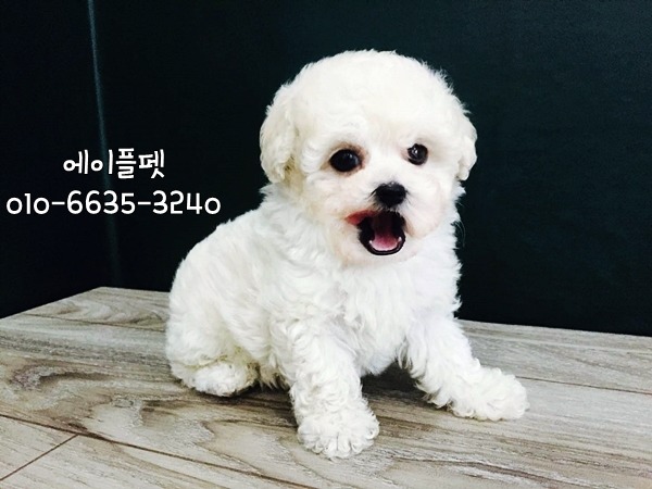 뽀송뽀송 이미지