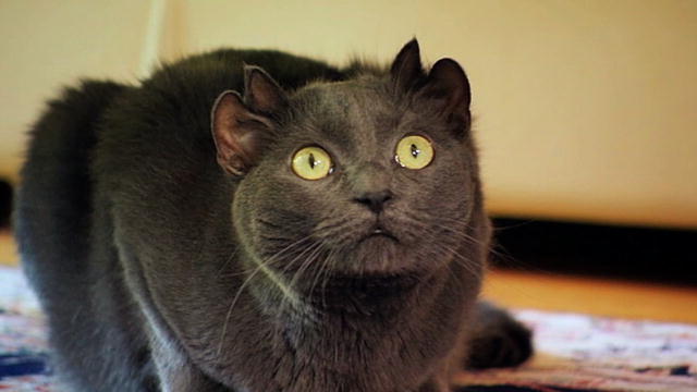 귀가 4개인 고양이.jpg | 인스티즈