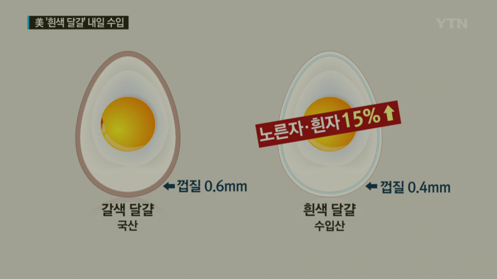 흰색 달걀이 더 맛있는이유 | 인스티즈