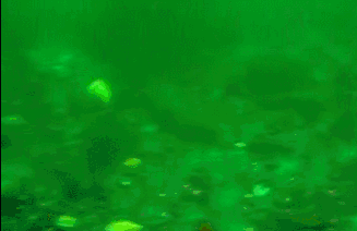 조개가 움직이는 방법.gif | 인스티즈