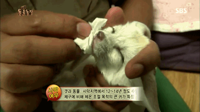 치명적인 사막여우.gif | 인스티즈