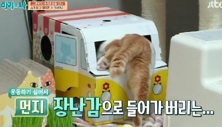 [마리와나] 뚱보냥 호동이 다이어트 시키기 (feat.먼지) | 인스티즈