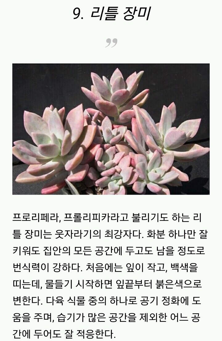 모양도 예쁘고 기능도 좋은 실내 식물 10가지 | 인스티즈