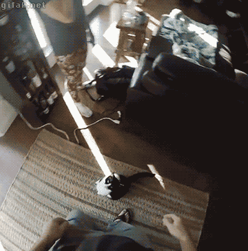 집사! 나 안아줘냥.gif | 인스티즈
